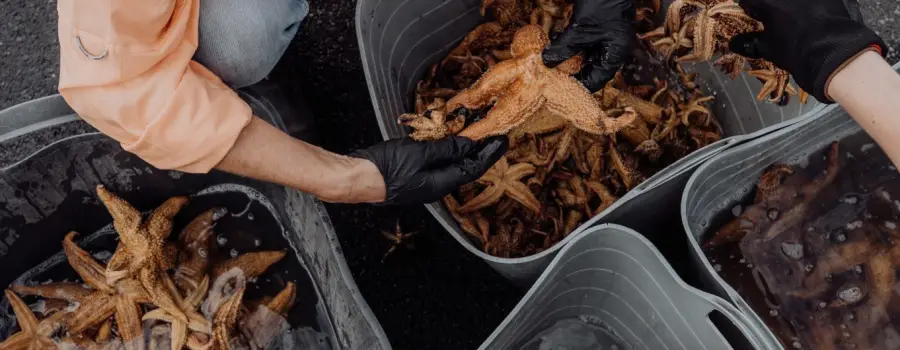 TasPorts Community Grant Supports Invasive Seastar Clean Up