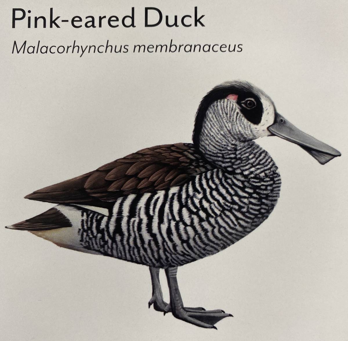 Ducks of Tasmania Pink eared Duck